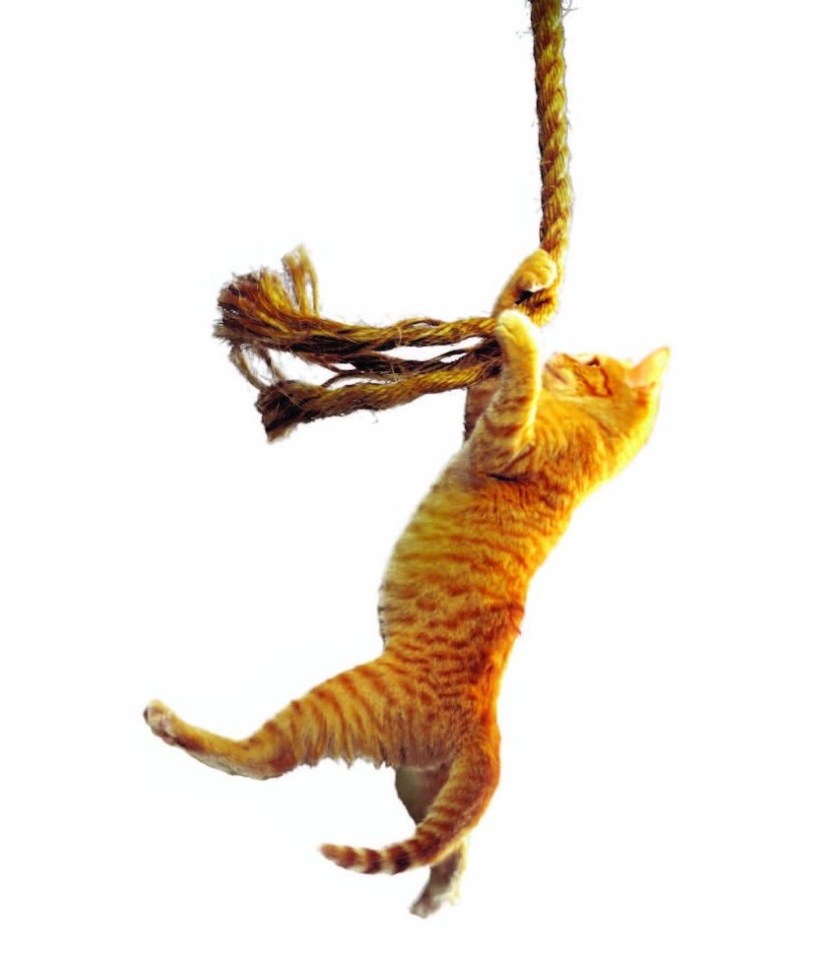 Save the Cat Cropped